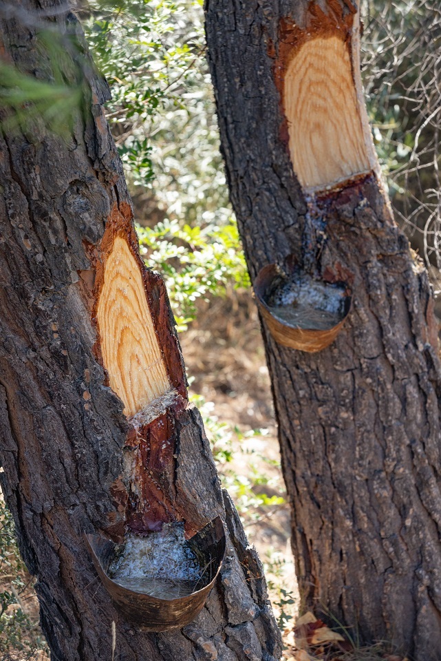 Pine sap